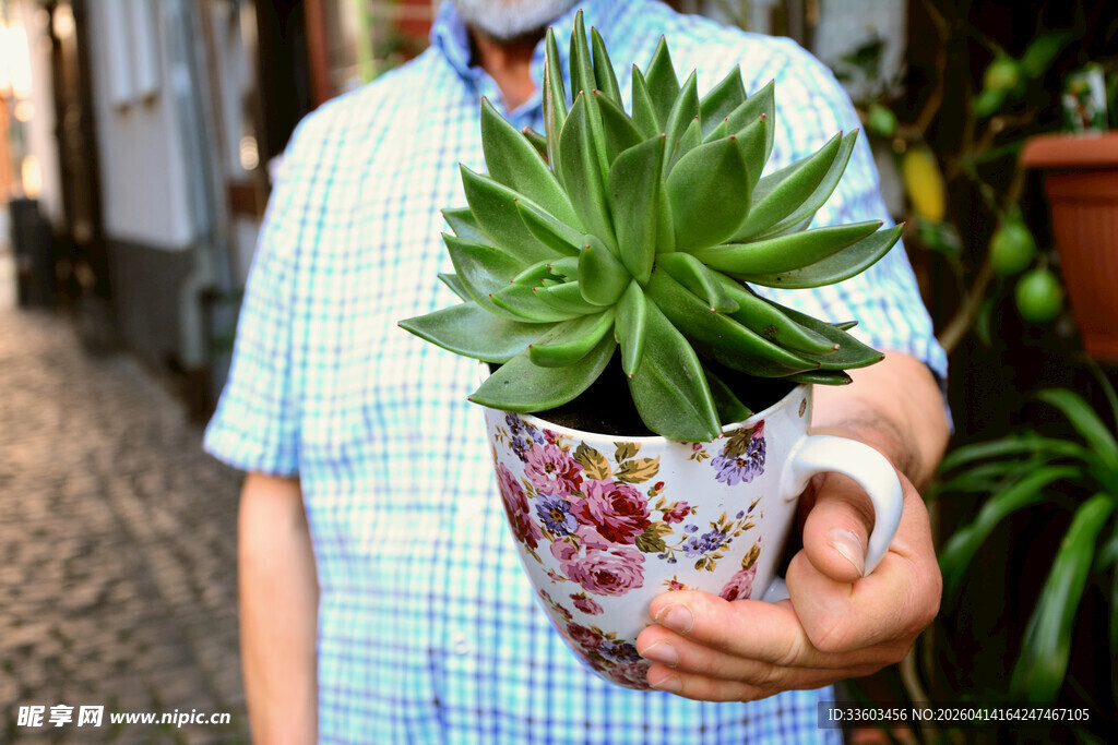 手持多彩花盆的翠绿多肉