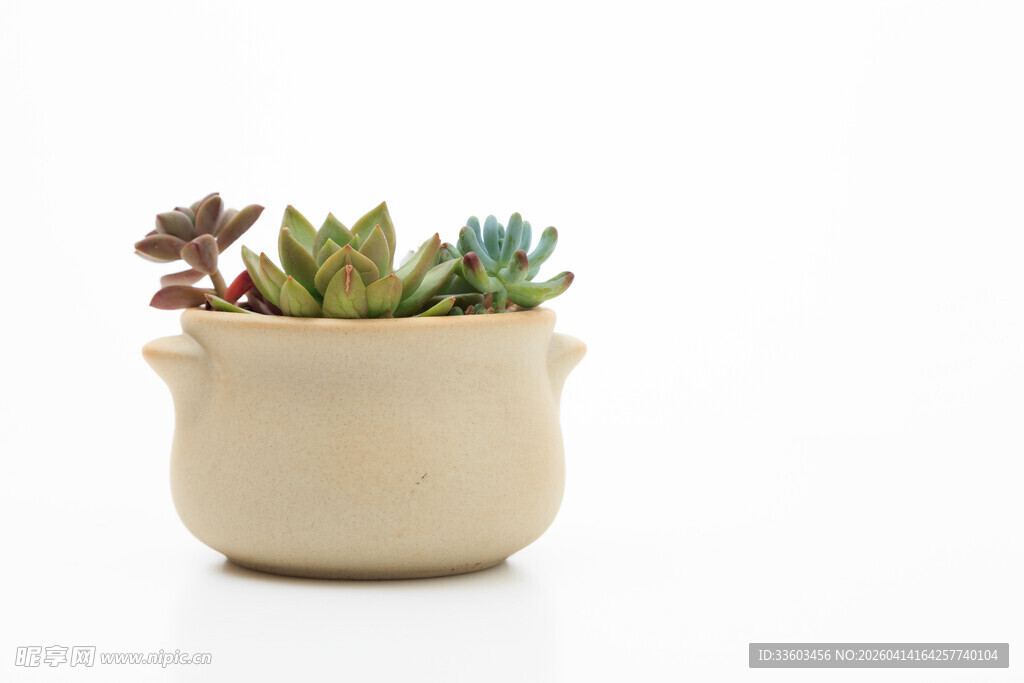 米色花盆中的多彩多肉植物