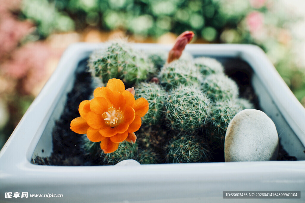 花盆中的仙人掌与艳黄花朵
