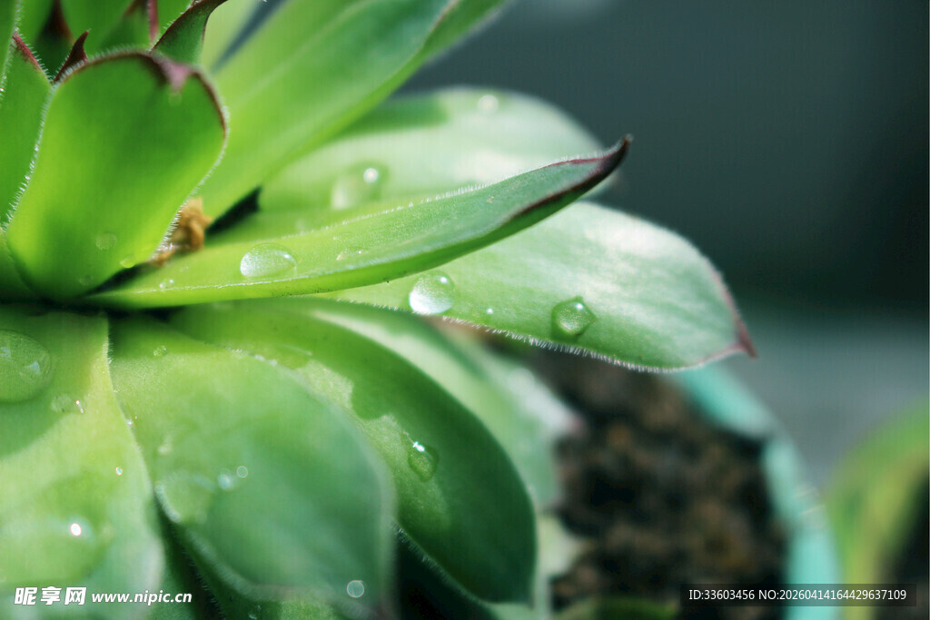 带水珠的翠绿多肉植物