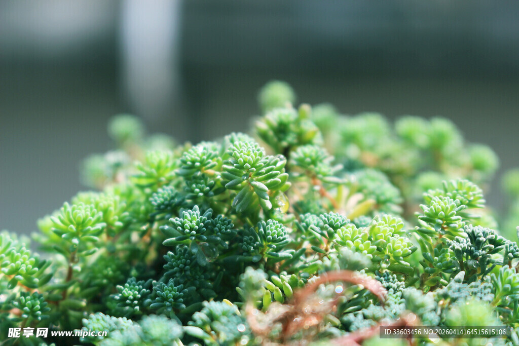 翠绿多肉植物特写