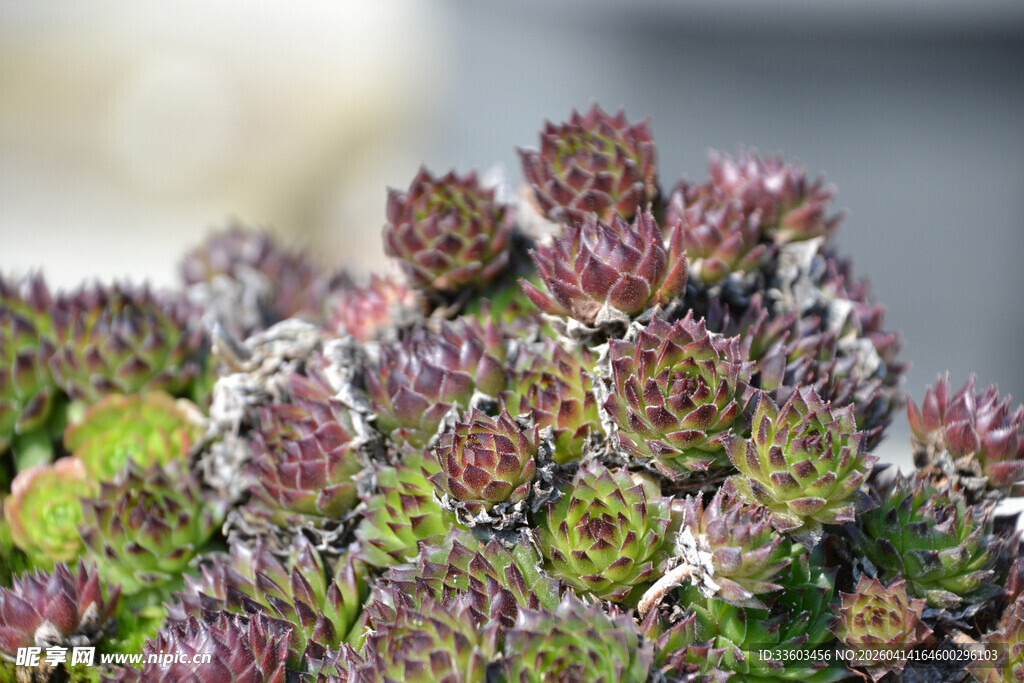 多彩多肉植物特写