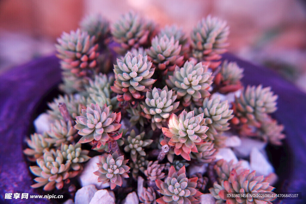 紫色花盆中的可爱多肉植物