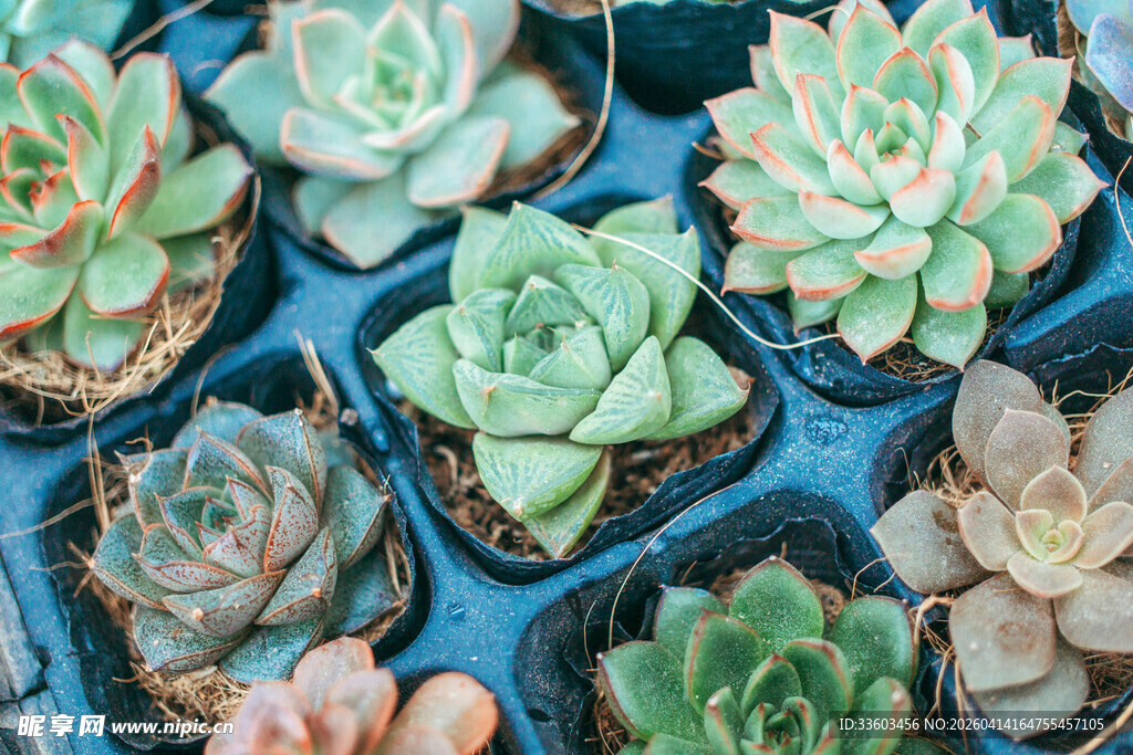 多彩多肉植物盆栽展示