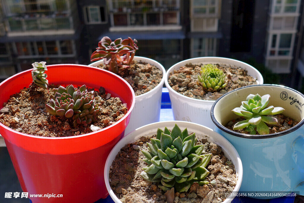 多彩多肉盆栽摆放展示