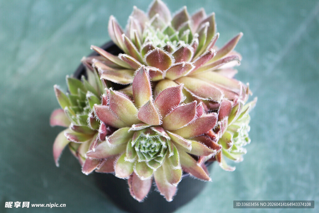 精致粉色多肉植物盆栽