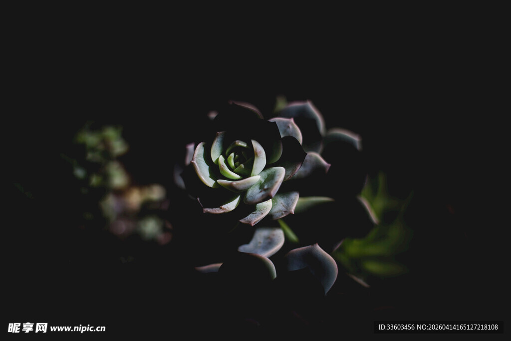 黑背景下的独特多肉植物