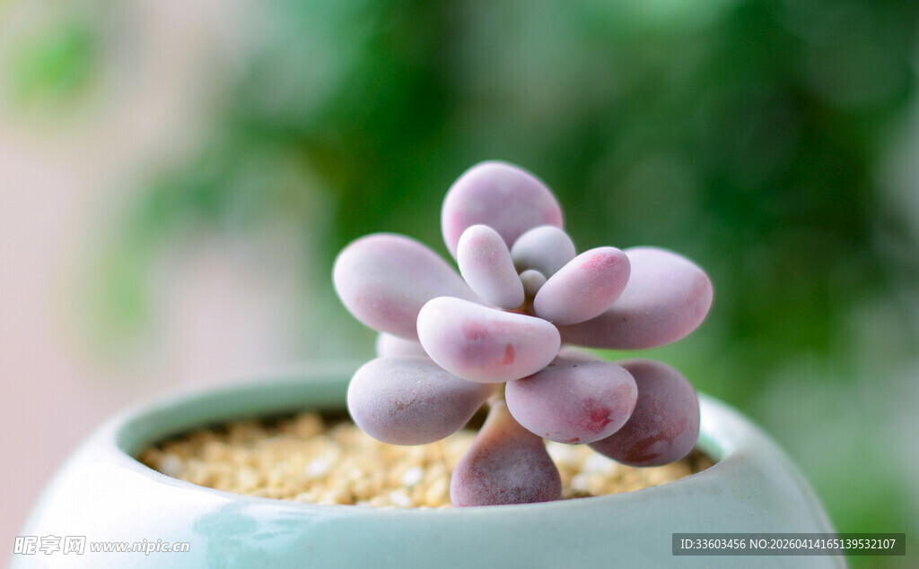 可爱粉紫色多肉盆栽