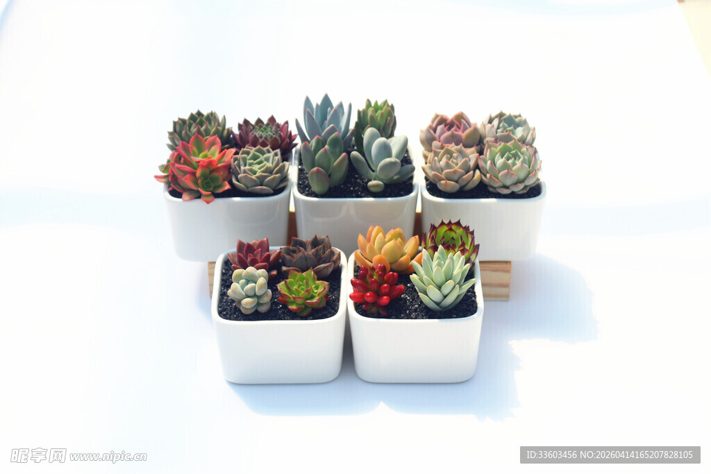 精致多肉盆栽组合展示