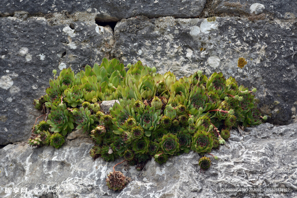 岩石上的绿色植物群落