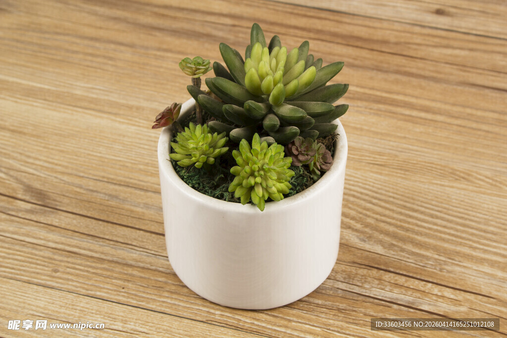 白色花盆中的可爱多肉植物
