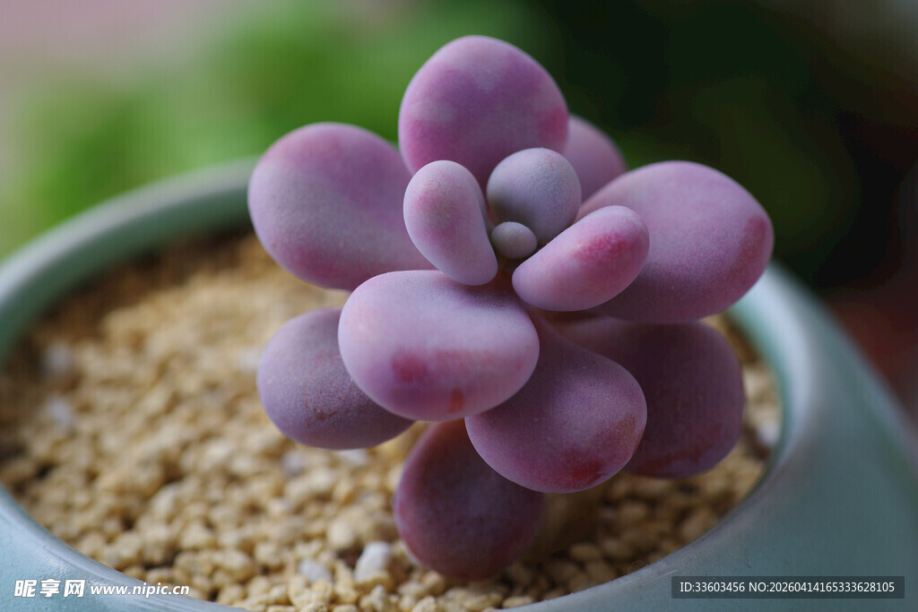 紫心多肉盆栽特写