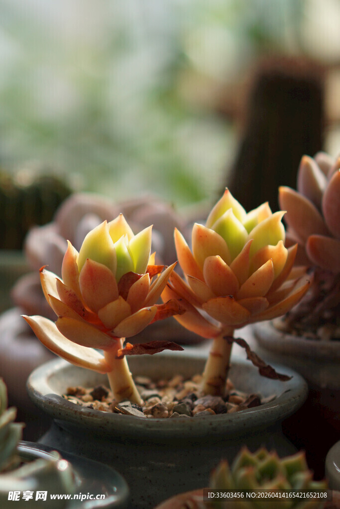 可爱多肉植物盆栽展示