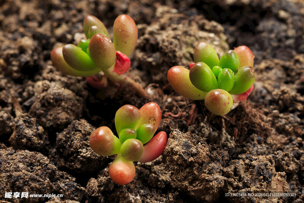 多肉幼苗破土而出