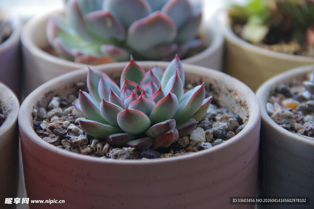 多彩多肉盆栽展示