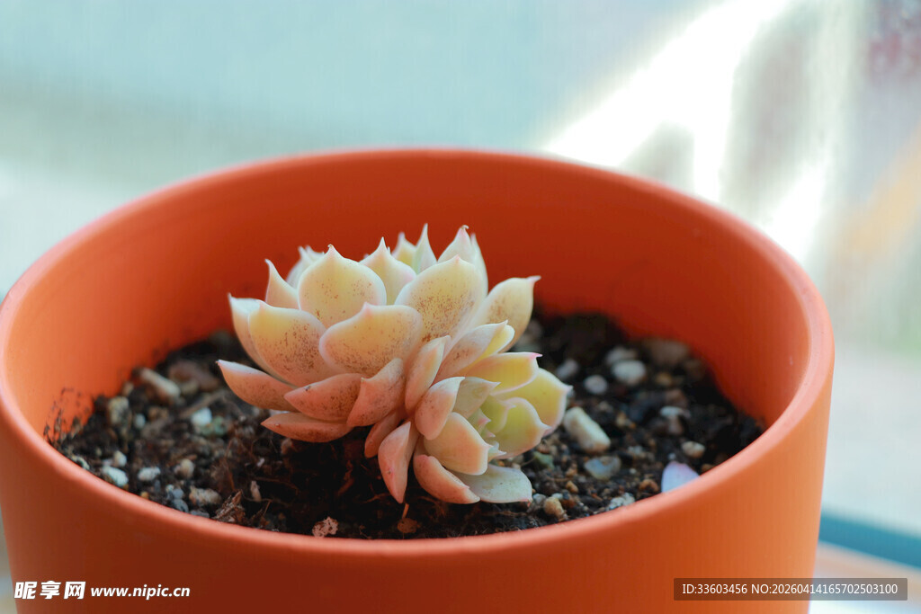 橙色花盆中的可爱多肉