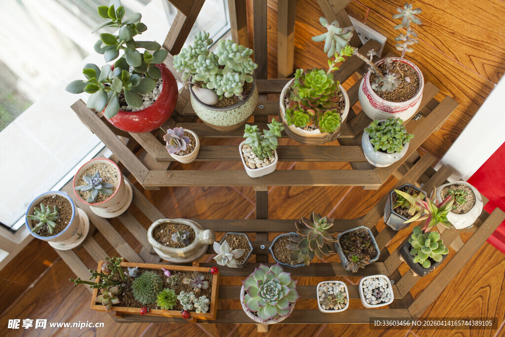 多层架上的多彩多肉植物