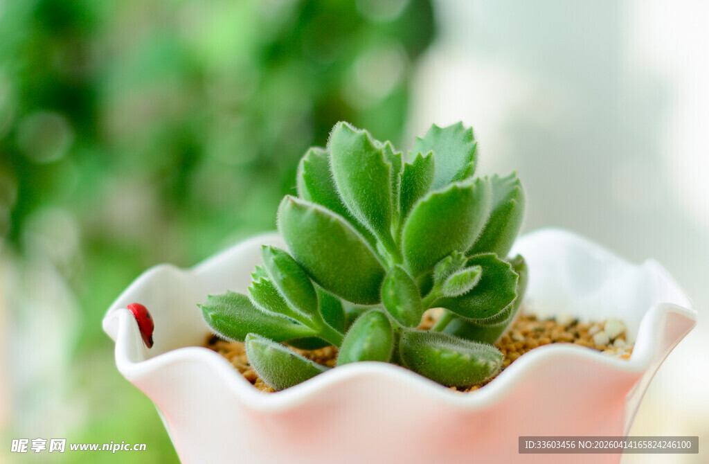 粉色花盆中的可爱小多肉