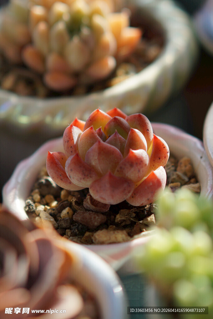 可爱多肉盆栽特写