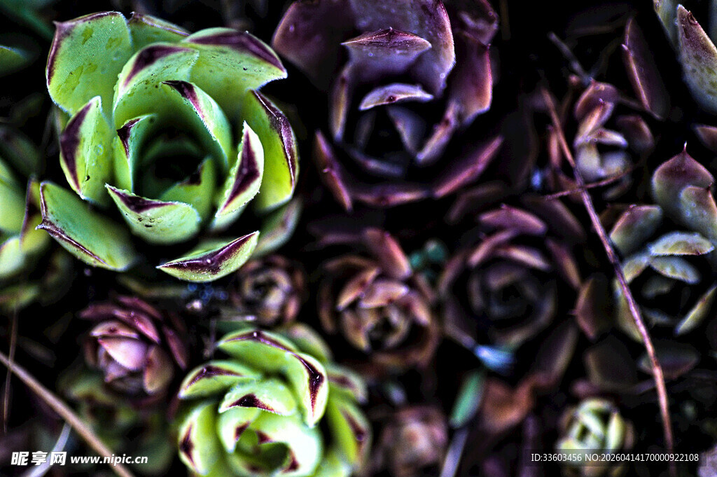 多彩多肉植物特写