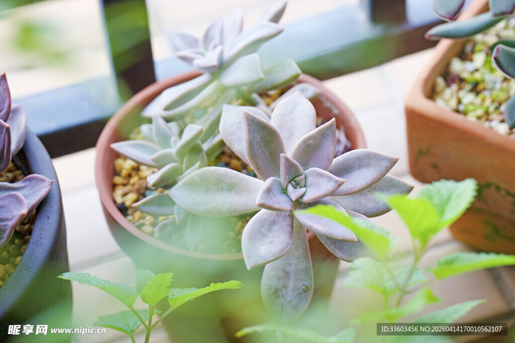 可爱多肉植物盆栽展示