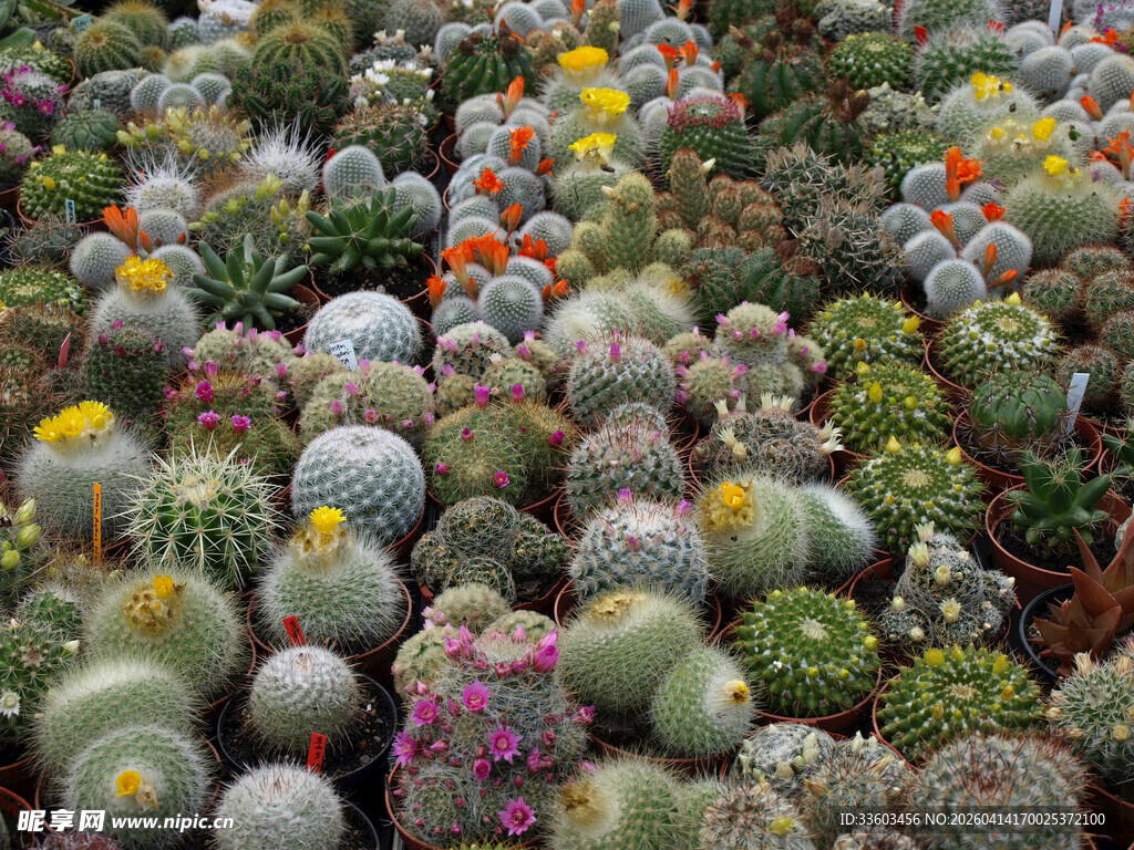 多彩仙人球盆栽景观