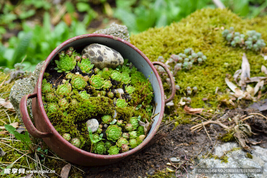 陶盆中的多肉与苔藓景观