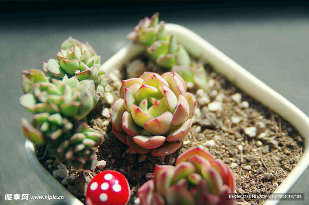 可爱多肉盆栽小景