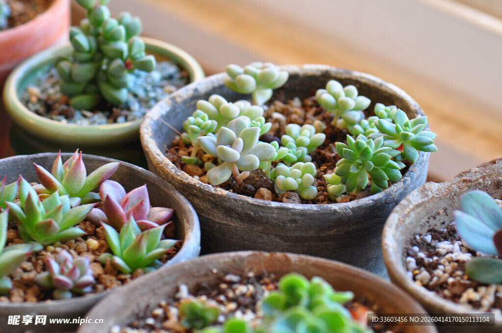 多彩多肉盆栽组合