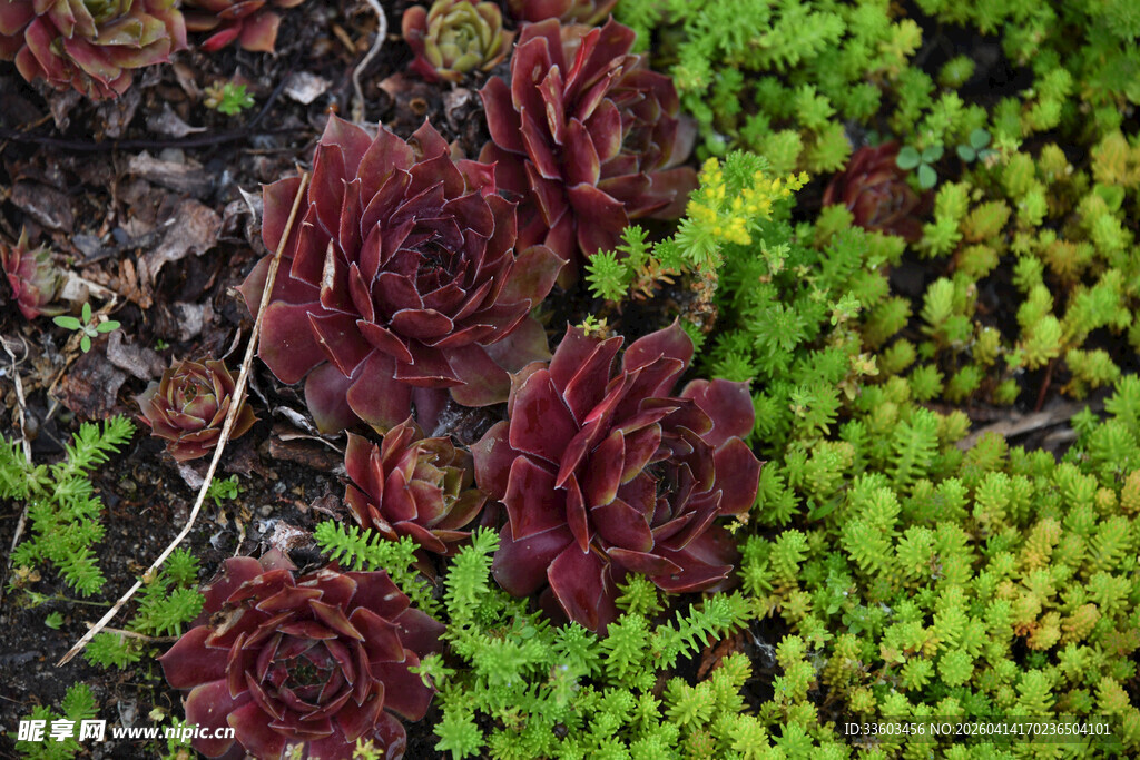 深红浅绿的多彩多肉植物