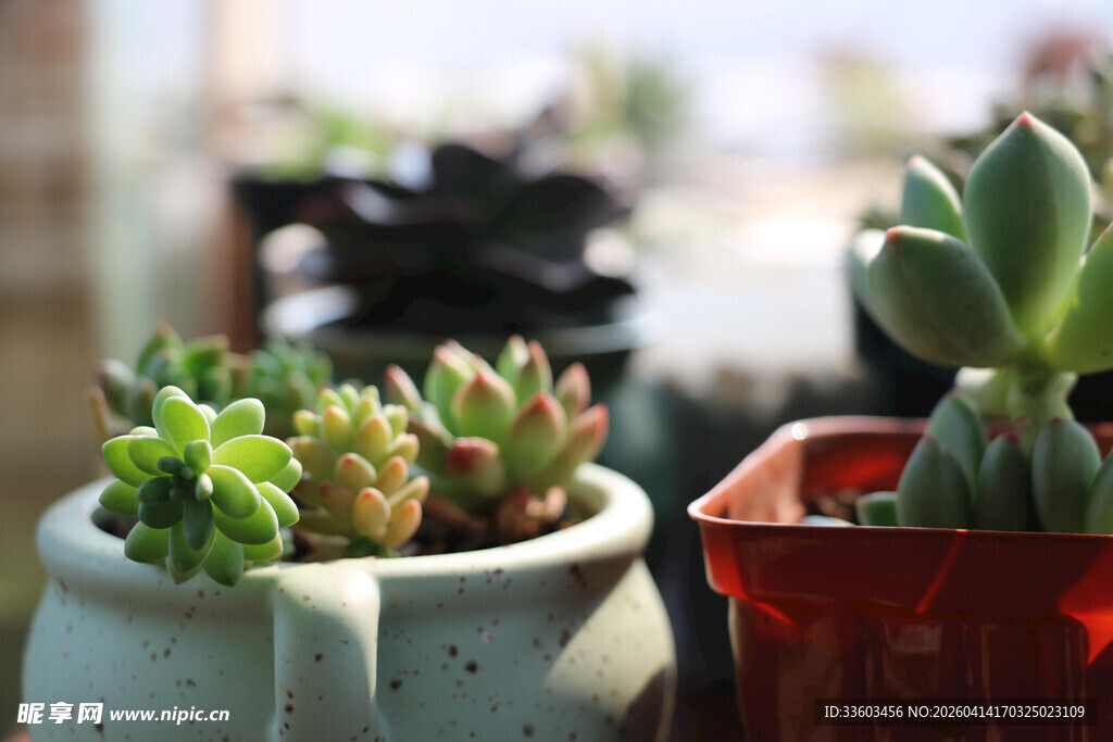 可爱多肉盆栽小景