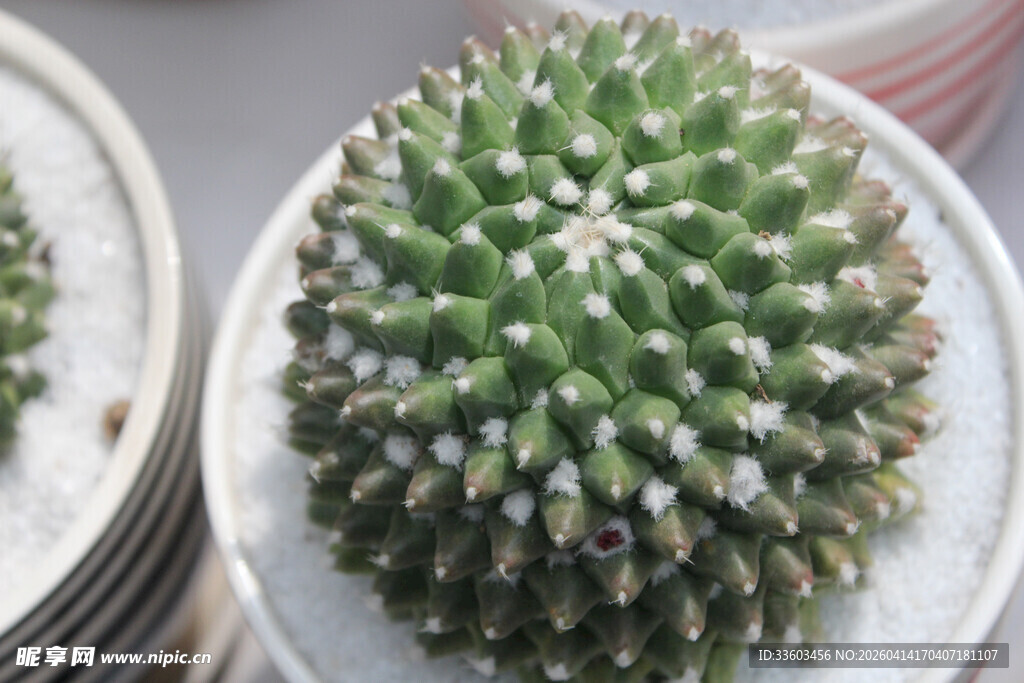 球形仙人掌盆栽