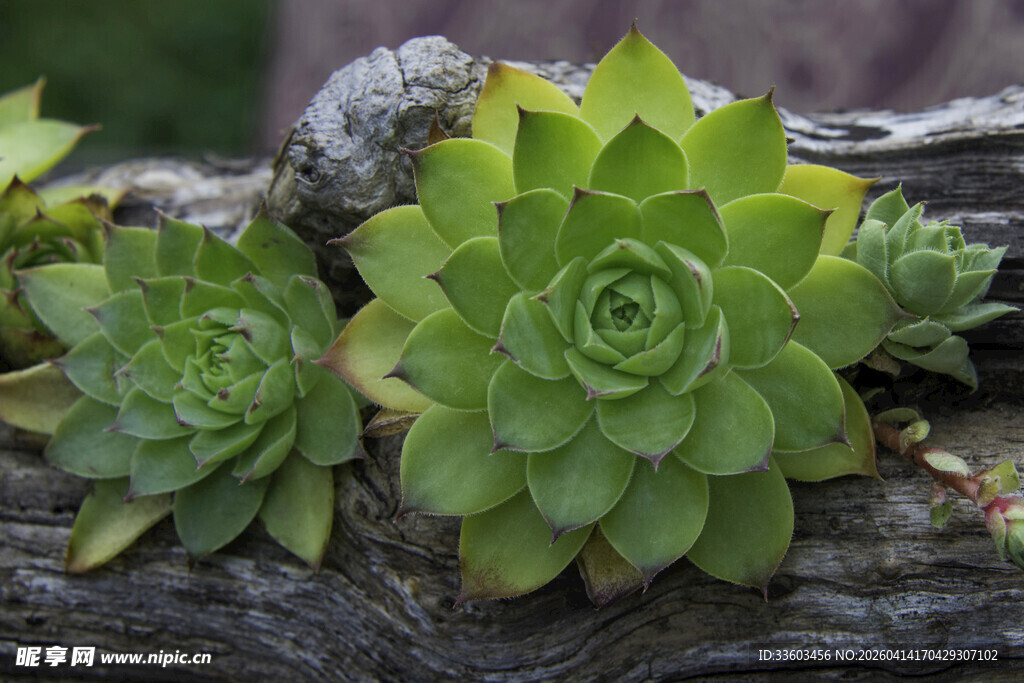 翠绿多肉植物附于木上