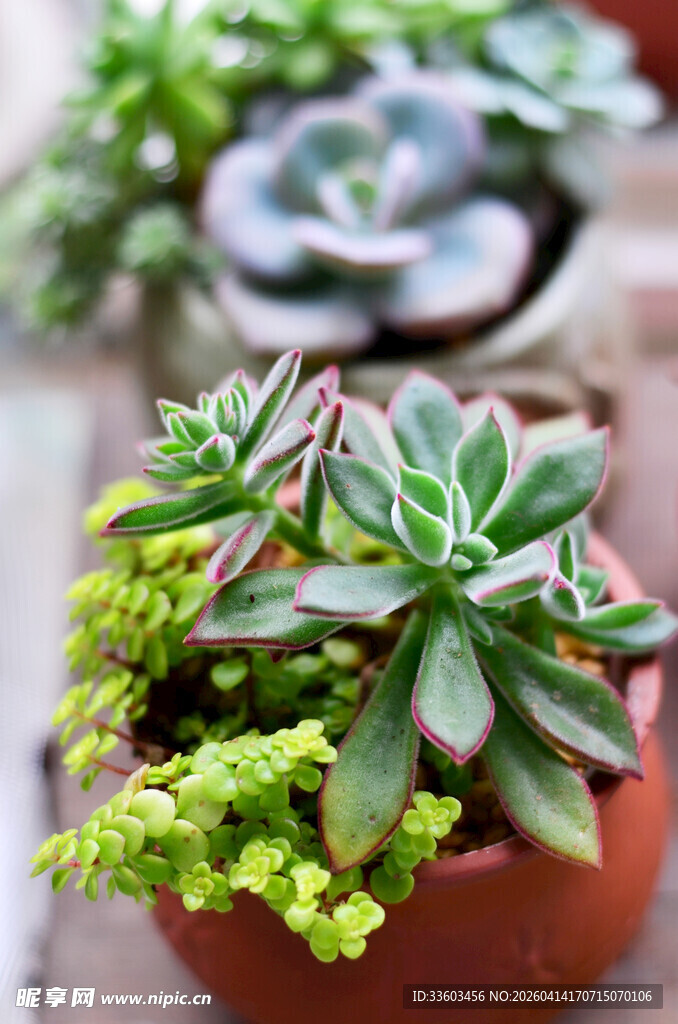 陶盆中的可爱多肉植物
