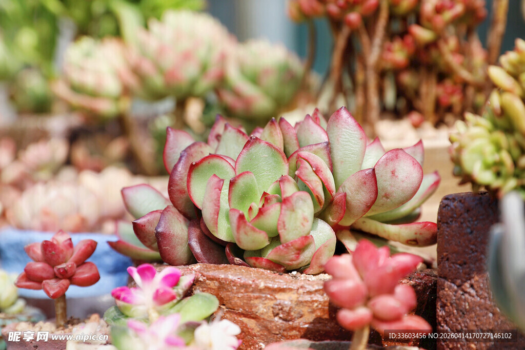多彩多肉植物盆栽展示