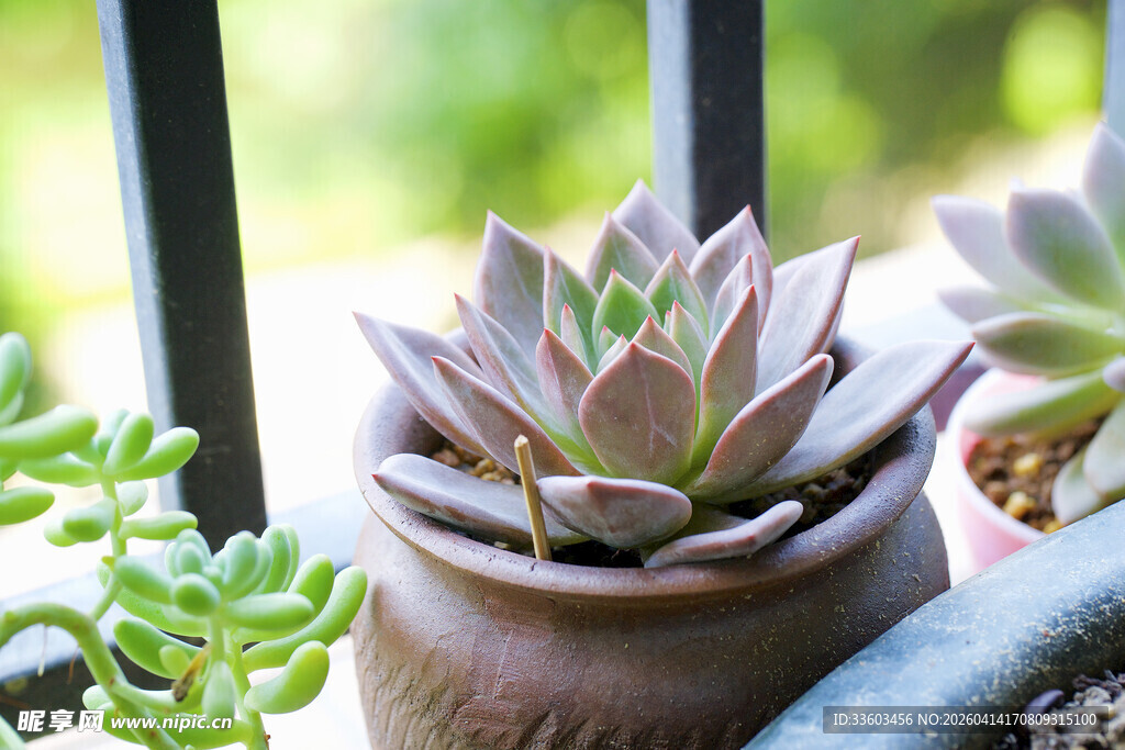 精致陶盆中的可爱多肉