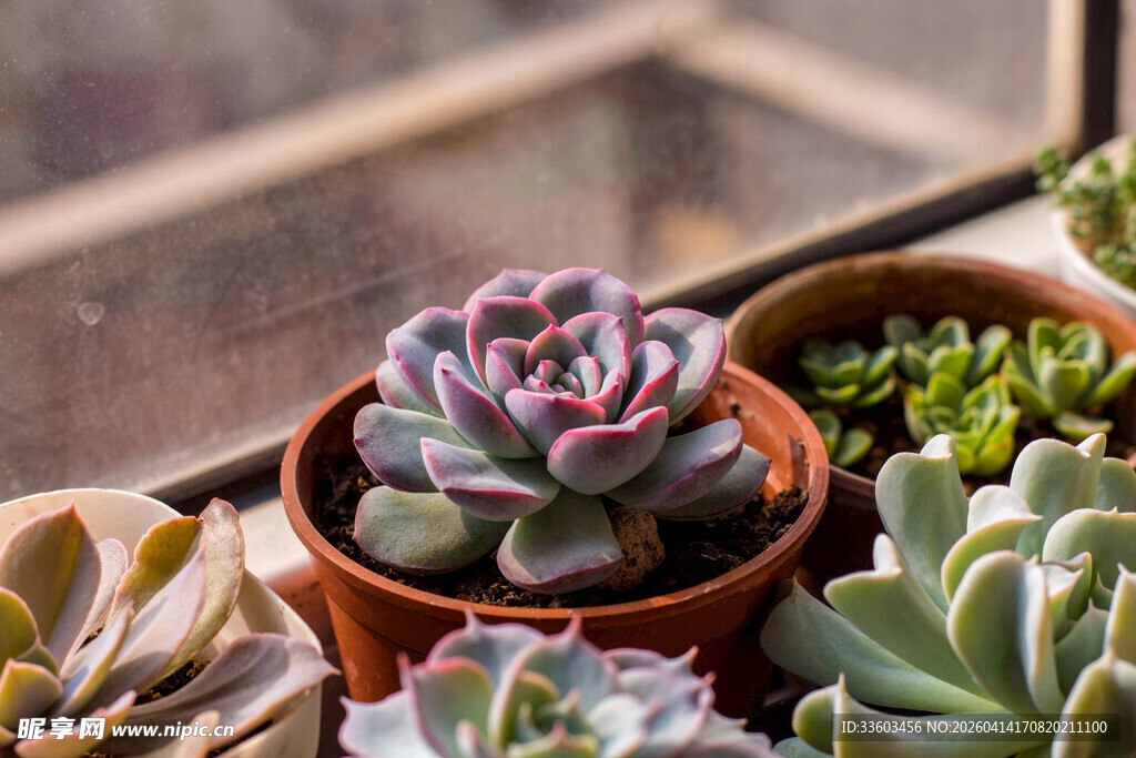 窗台上的多彩多肉植物