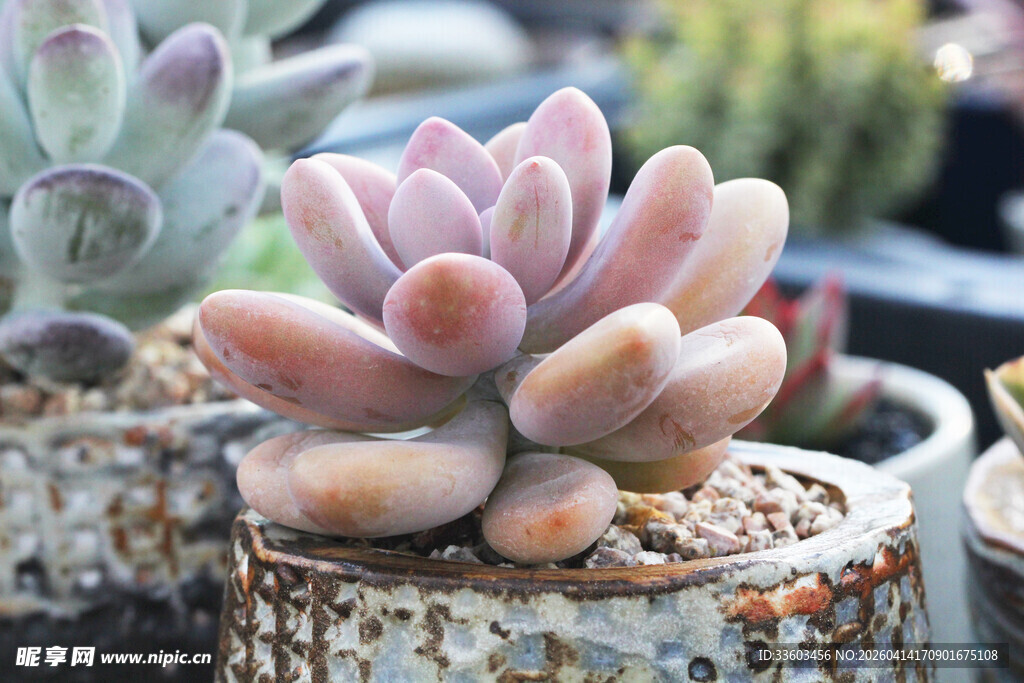 可爱多肉植物盆中绽放