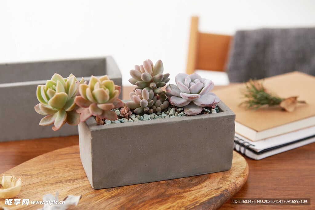 简约风多肉盆栽摆件