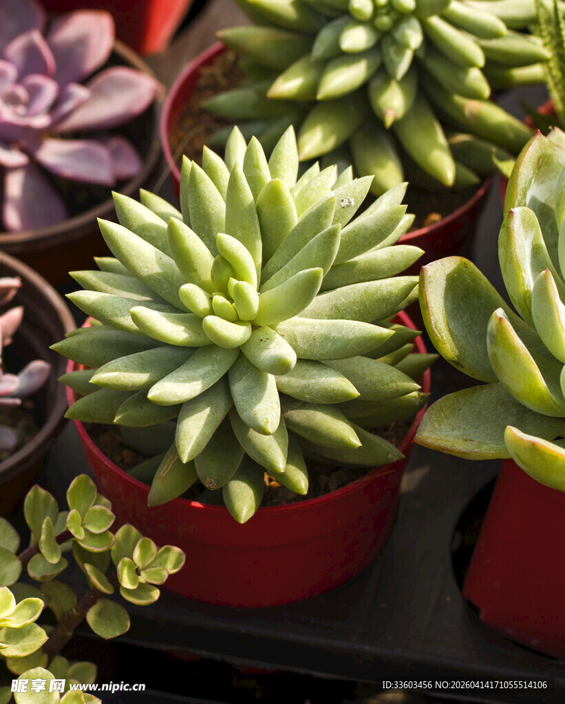 多彩盆栽多肉植物展示