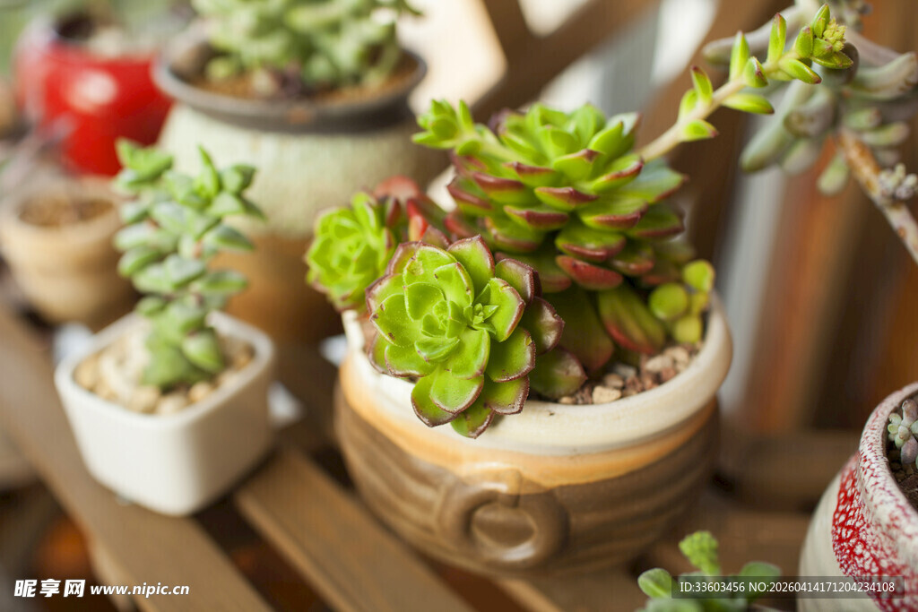 多彩多肉盆栽展示