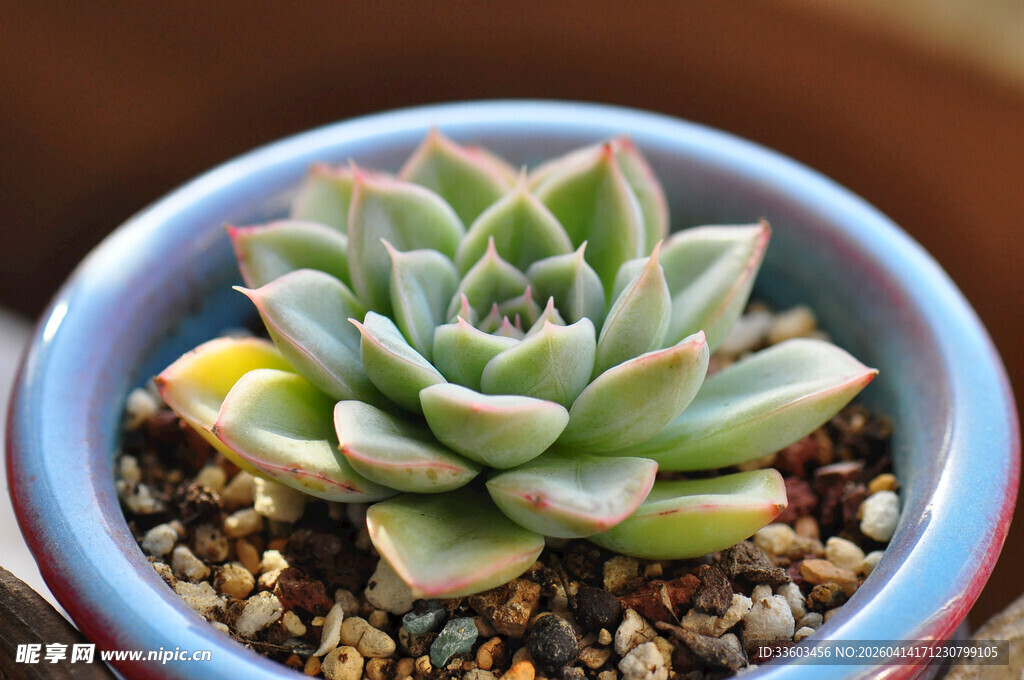 蓝色花盆中的可爱多肉