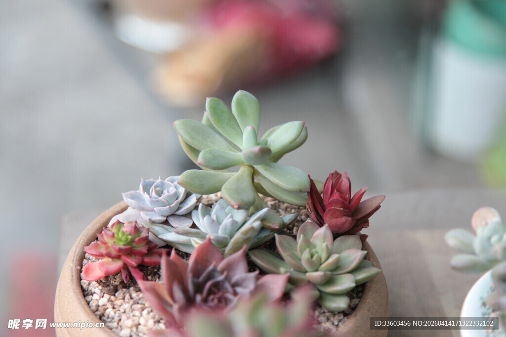 精致多肉盆栽