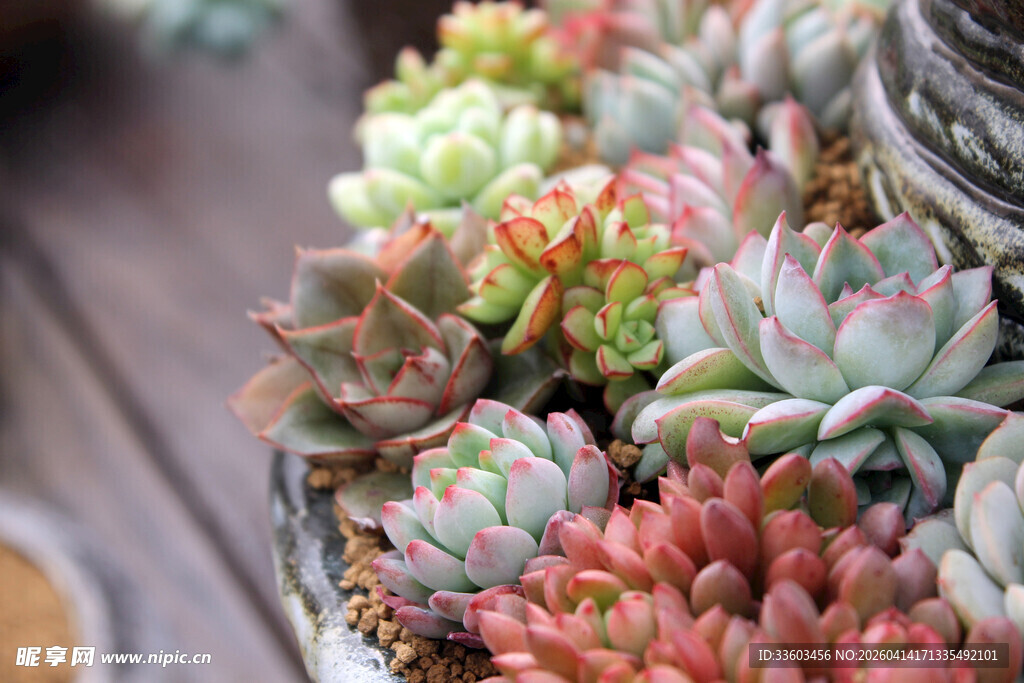 多彩多肉植物盆栽展示