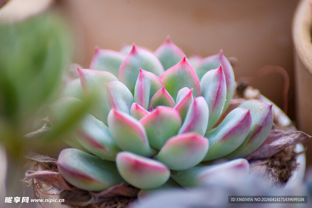 粉嫩多彩的多汁多肉植物