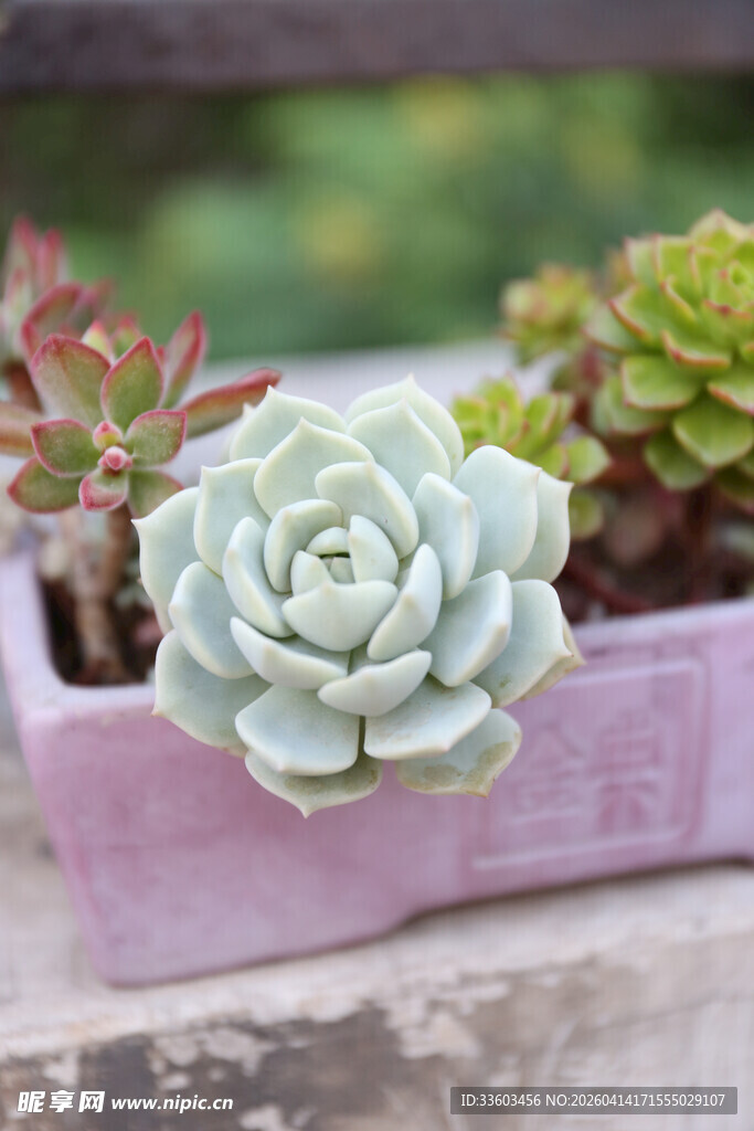 粉色花盆中的清新多肉