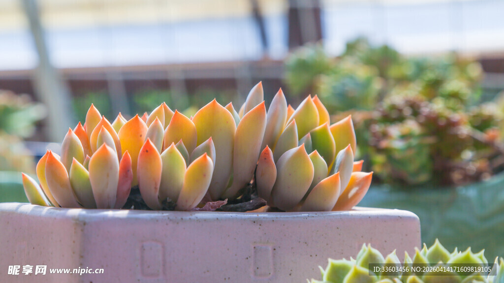 多彩多肉植物盆栽