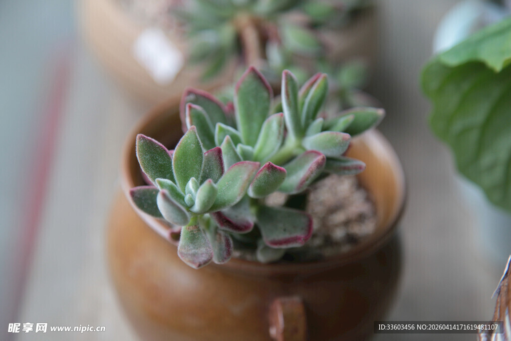 陶盆中的可爱多肉植物