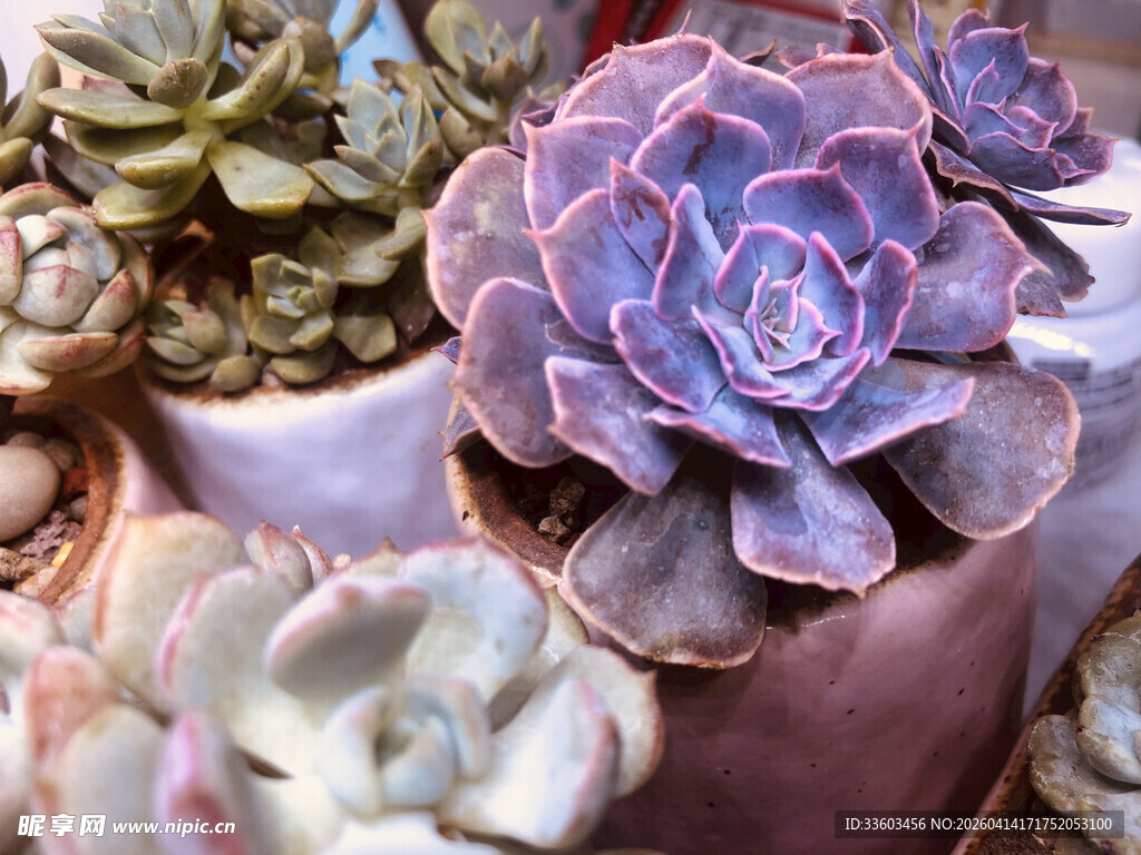 多彩多肉植物盆栽展示