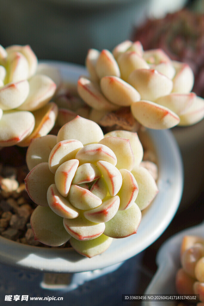 精致多肉盆栽展示